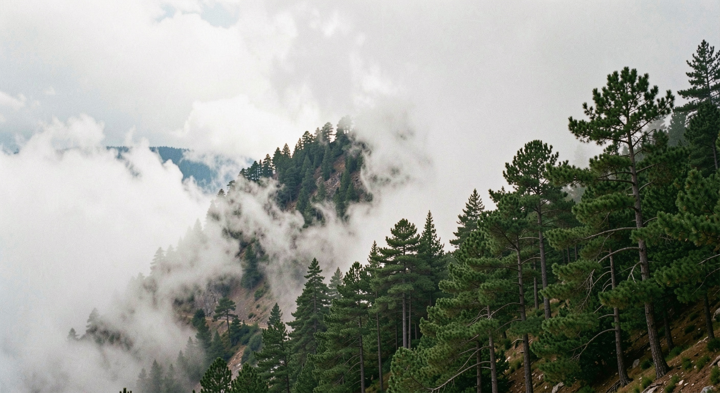 Mer de nuages butant contre un versant boisé en altitude, les troncs de pins émergent d'une brume dense